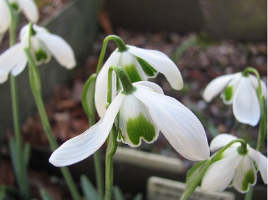 Galanthus 'Lavinia'